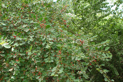 Erythroxylum monogynum